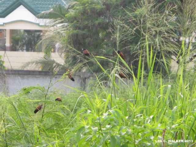 My cute neighbors.:) Java Mayas, perched on the grass... 